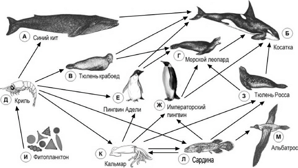 Пищевая сеть схема биология. Пищевая цепь морских обитателей схема. Составление пищевых цепей 11 класс биология. Пищевая трофическая цепь.